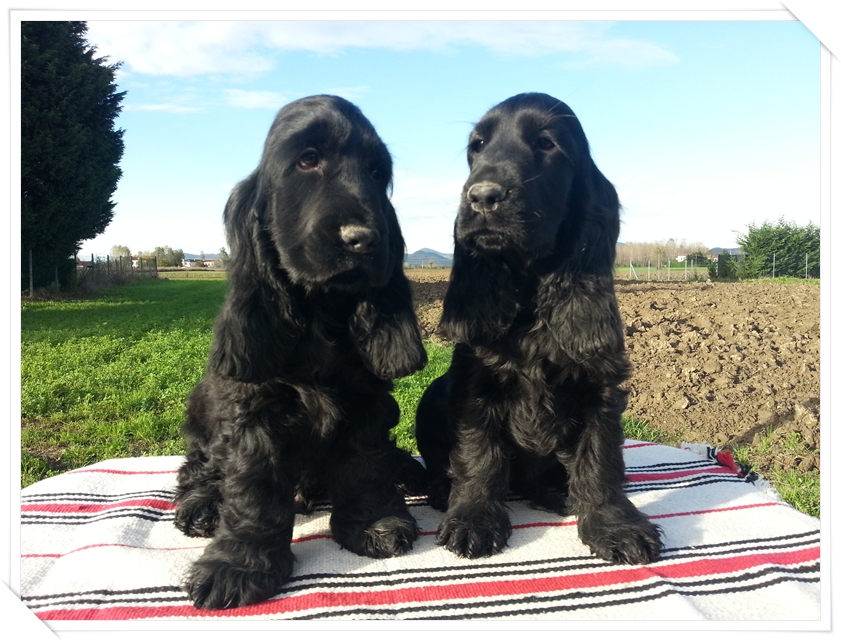Adotta Un Cucciolo Di Cocker Spaniel Inglese Allevamento Cocker