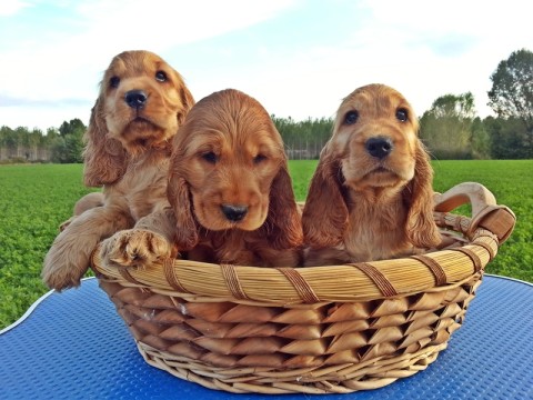 Splendidi cuccioli di cocker fulvo disponibili