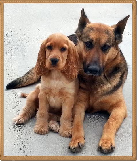 La socializzazione del cucciolo di cocker spaniel inglese… e non solo