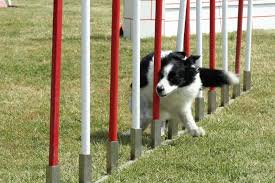 Educazione, Addestramento e Impostazione per Agility Dog