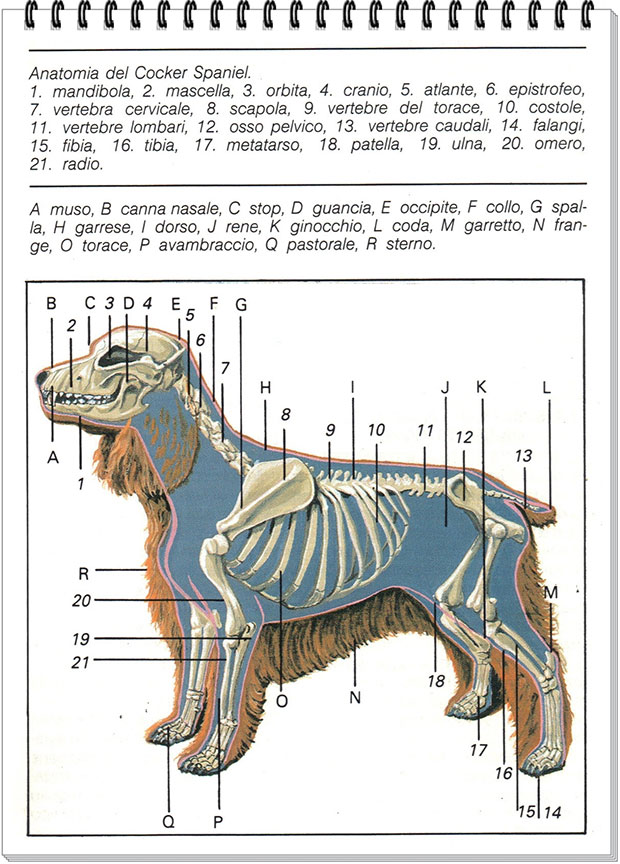 anatomia-del-cocker-spaniel