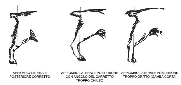 appiombo-laterale