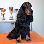 Cocker Spaniel Inglese Maschio - Asso