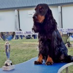 Cocker Spaniel Inglese Maschio - Asso