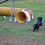 Agility Dog - Cocker Spaniel Inglese Maschio Asso