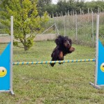 Agility Dog - Cocker Spaniel Inglese Maschio Asso