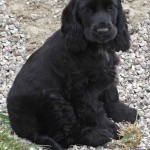 Cocker Spaniel Inglese Femmina - Missy