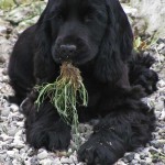 Cocker Spaniel Inglese Femmina - Missy