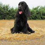 Cocker Spaniel Inglese Femmina - Missy