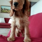 Cocker Spaniel Inglese Femmina - Myrta della Giuliana