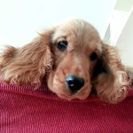 Cocker Spaniel Inglese Femmina - Myrta della Giuliana