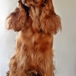 Cocker Spaniel Inglese Femmina - Myrta della Giuliana