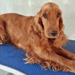 Cocker Spaniel Inglese Femmina - Myrta della Giuliana