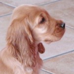 Cocker Spaniel Inglese Femmina - Myrta della Giuliana