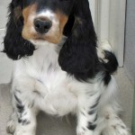 Cocker Spaniel Inglese Femmina - Queen