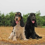 Cocker Spaniel Inglese Femmina - Queen