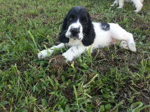 Servizio di Pensione per cani