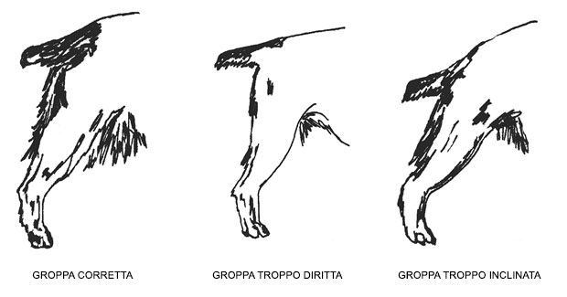 groppa