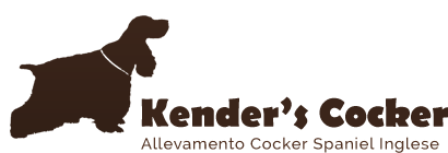 Allevamento Cocker Spaniel Inglese – Kender’s Cocker