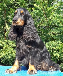 Cocker Spaniel Inglese MASCHI