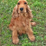 Cocker Spaniel Inglese Femmina - Myrta della Giuliana