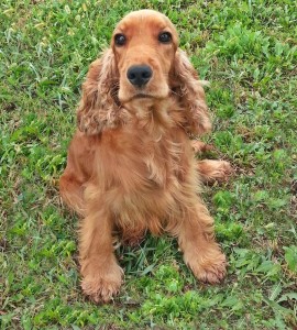 Cocker spaniel Inglese MYRTA DELLA GIULIANA