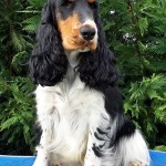 Cocker Spaniel Inglese Femmina - Queen