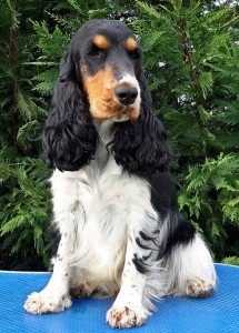 Cocker Spaniel Inglese QUEEN