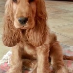 Cocker Spaniel Inglese Maschio - Pedro della Giuliana