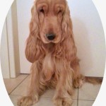 Cocker Spaniel Inglese Maschio - Pedro della Giuliana