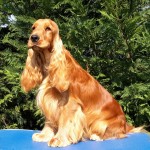 Cocker Spaniel Inglese Maschio - Pedro della Giuliana