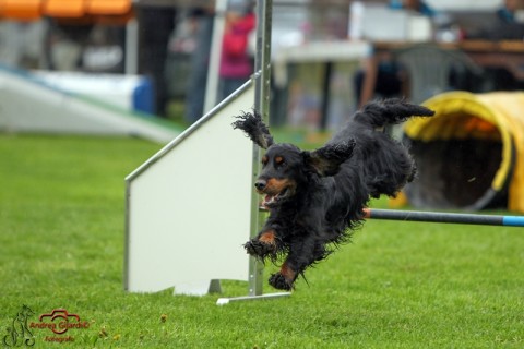 Cocker spaniel inglese in azione!